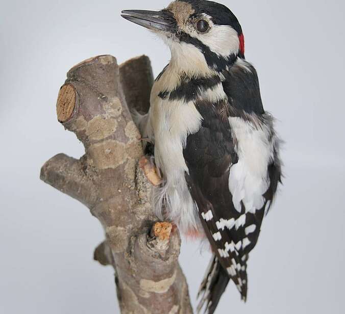 Ein Vogelpräparat ist an einem Ast drapiert.