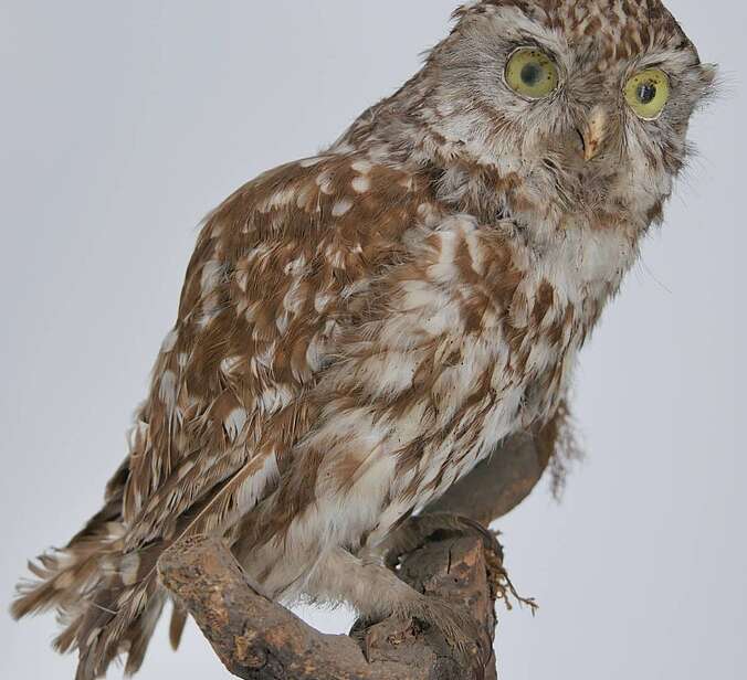 Ein Vogelpräparat ist an einem Ast drapiert.