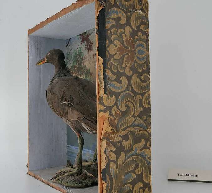Ein Vogelpräparat iist in einem Diorama präsentiert
