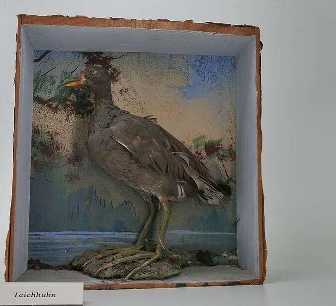Ein Vogelpräparat iist in einem Diorama präsentiert