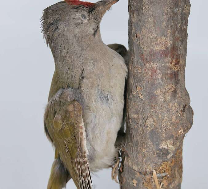 Ein Vogelpräparat ist an einem Ast drapiert.